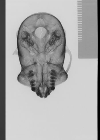 Media type: image;   Mammalogy 19792 Description: sagittal;